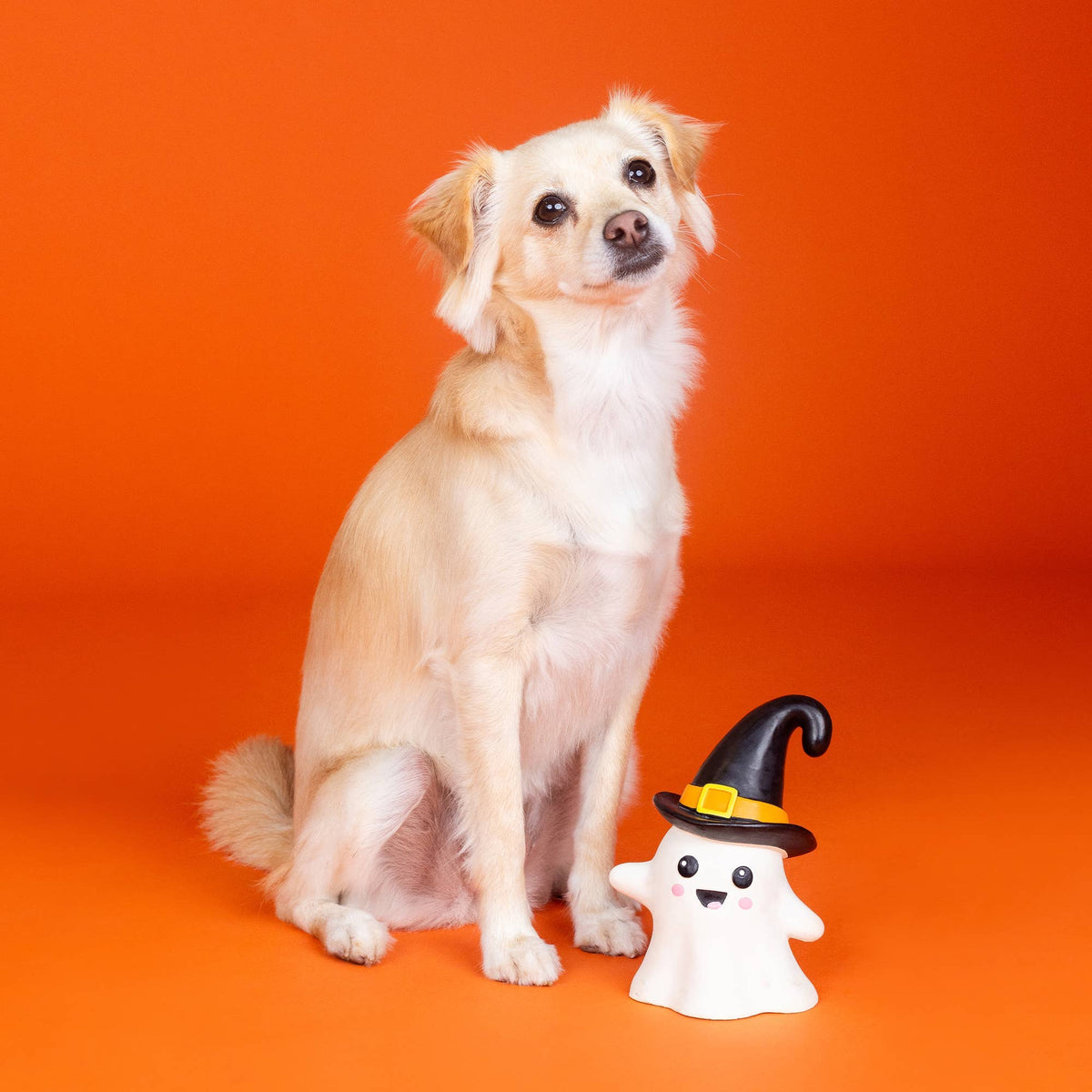 Kleine hond naast het latex spookje hondenspeeltje van Fringe Studio