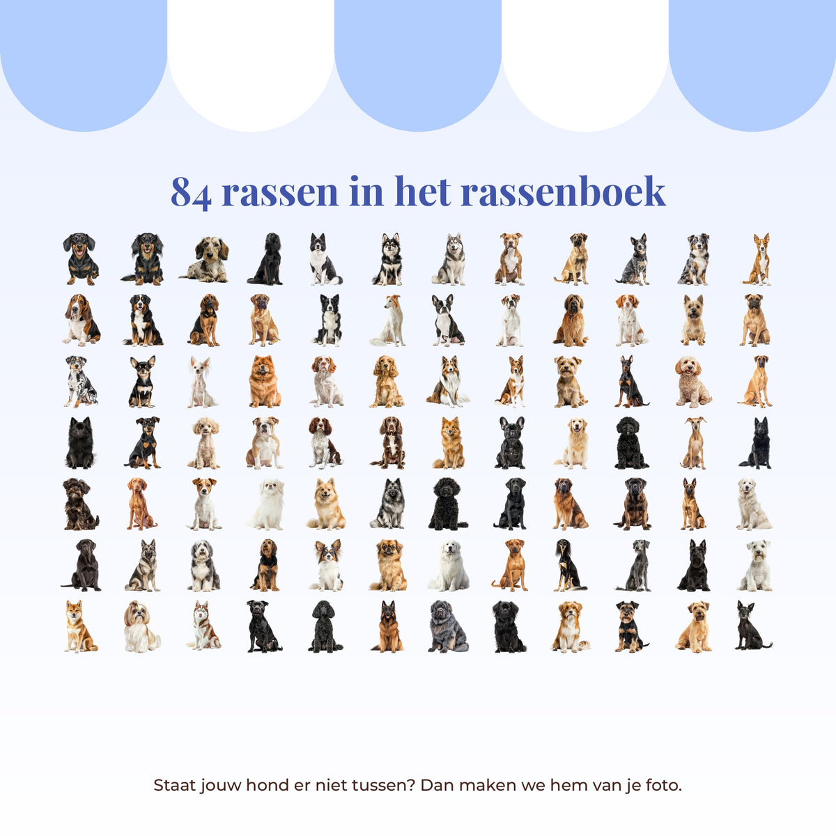 Overzicht van de 84 hondenrassen in het rassenboek van Teckels Tales Travels