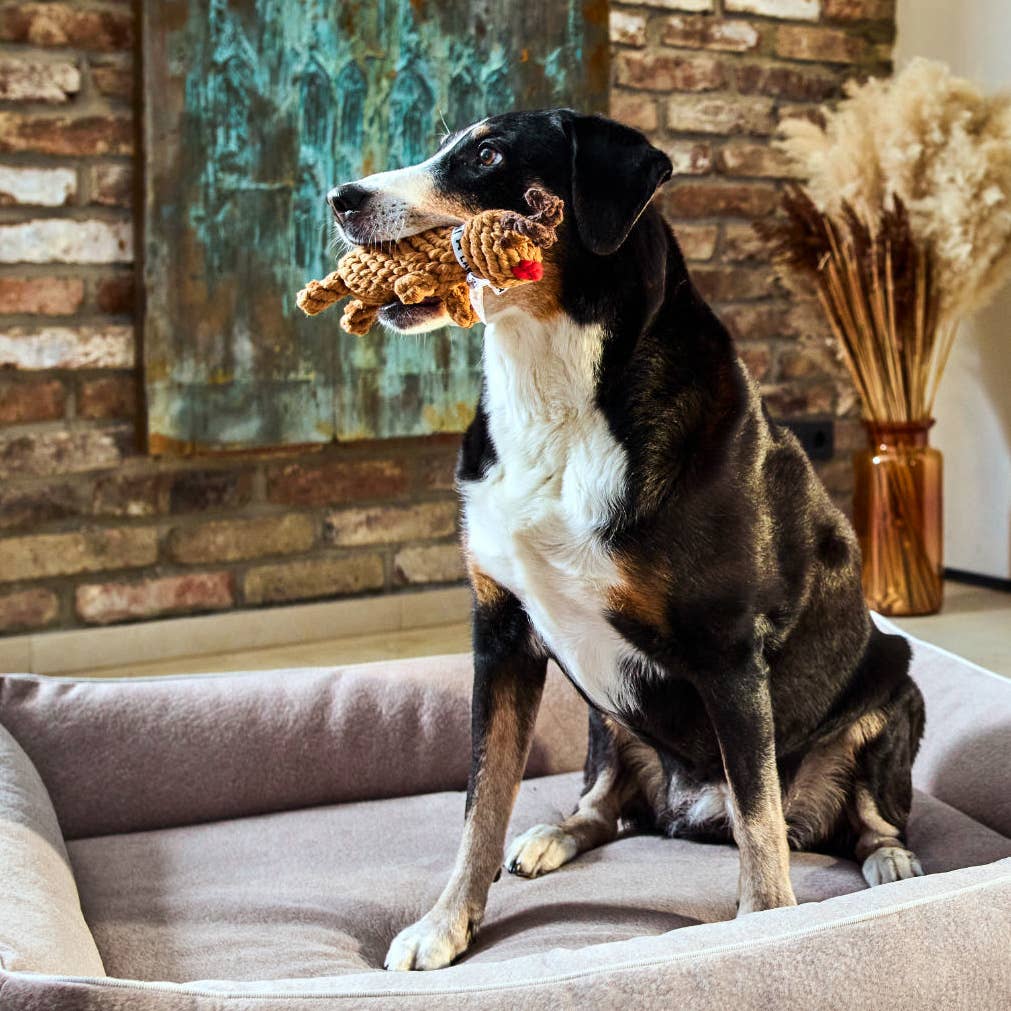 Berner sennenhond met rendier hondenspeeltje van touw in de woonkamer