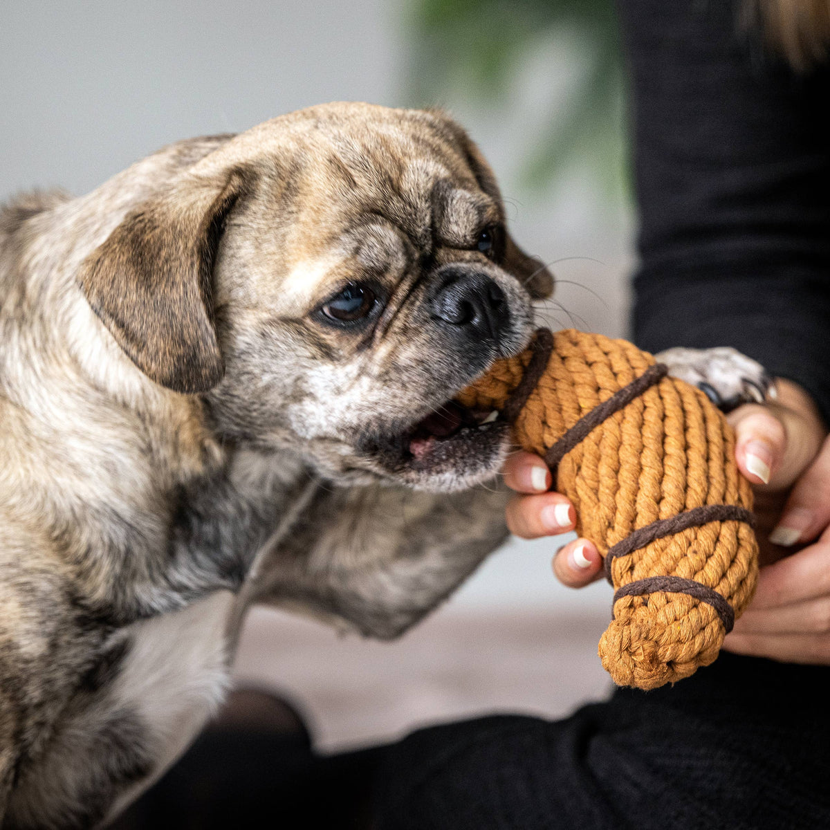 Hond kauwt op croissant touwspeeltje dat het baasje vasthoudt