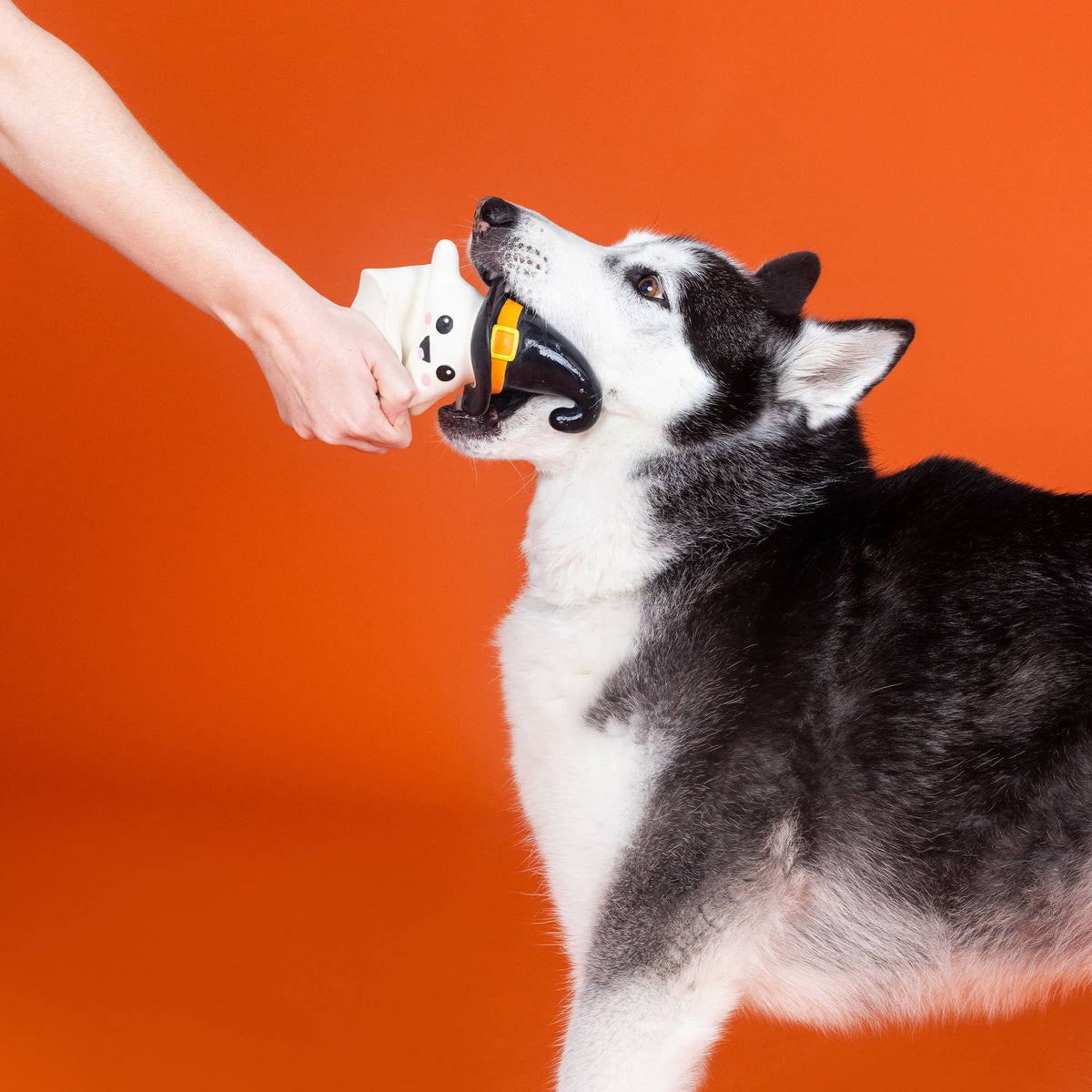 Husky bijt in het latex spookje met heksenhoed, Halloween hondenspeeltje