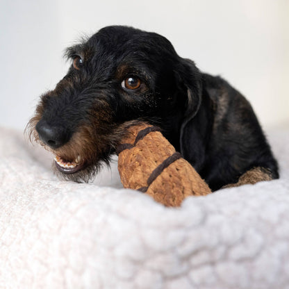 Ruwharige hond ligt op een deken met croissant kauwspeeltje van katoenen touw