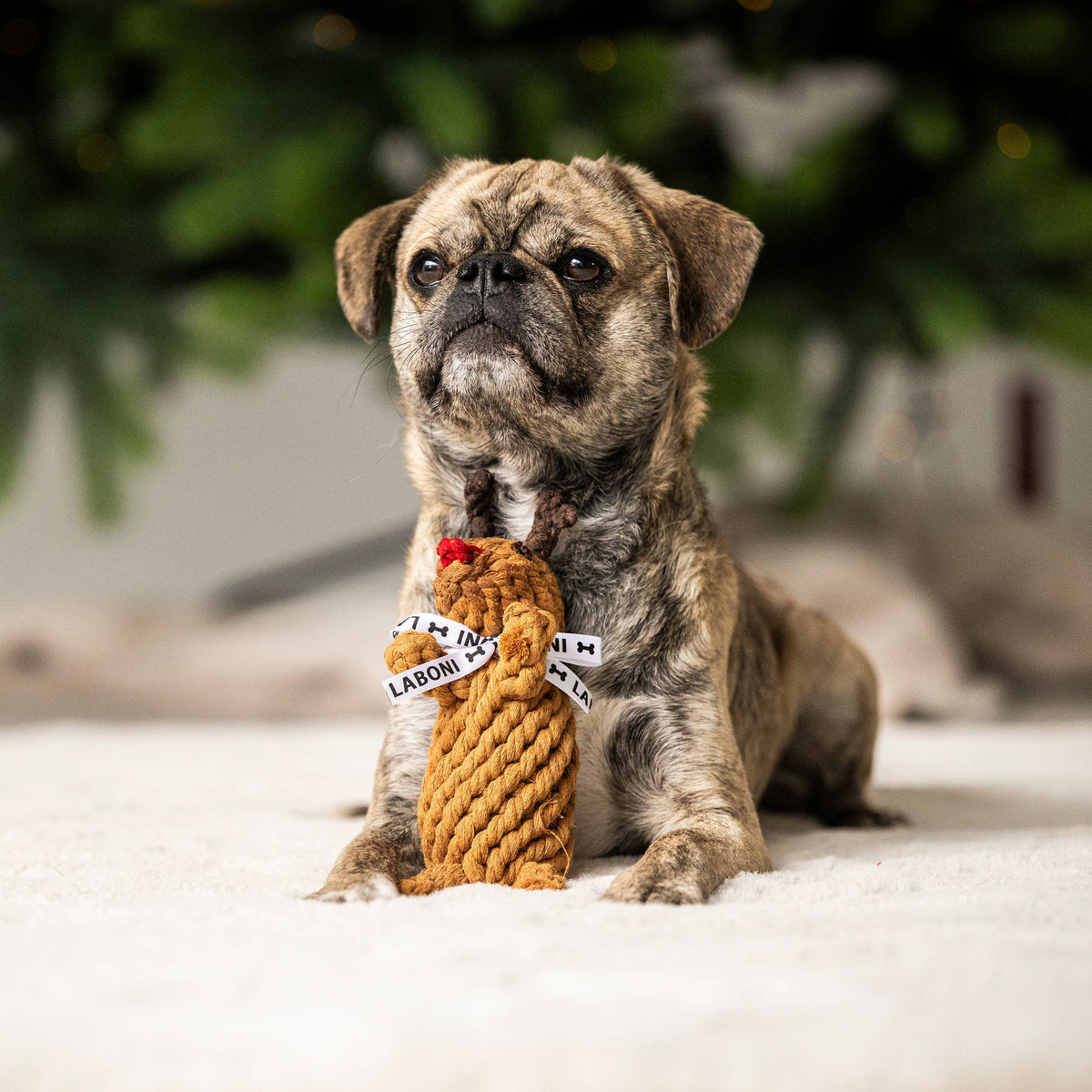 Hond ligt met rendier touwspeeltje Rudi, kerstcadeau voor honden