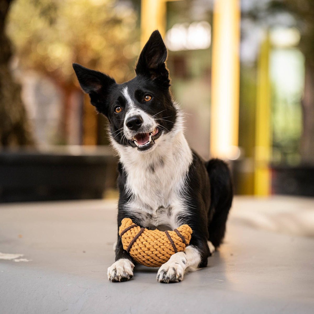 Border collie met croissant hondenspeeltje van touw tussen de poten