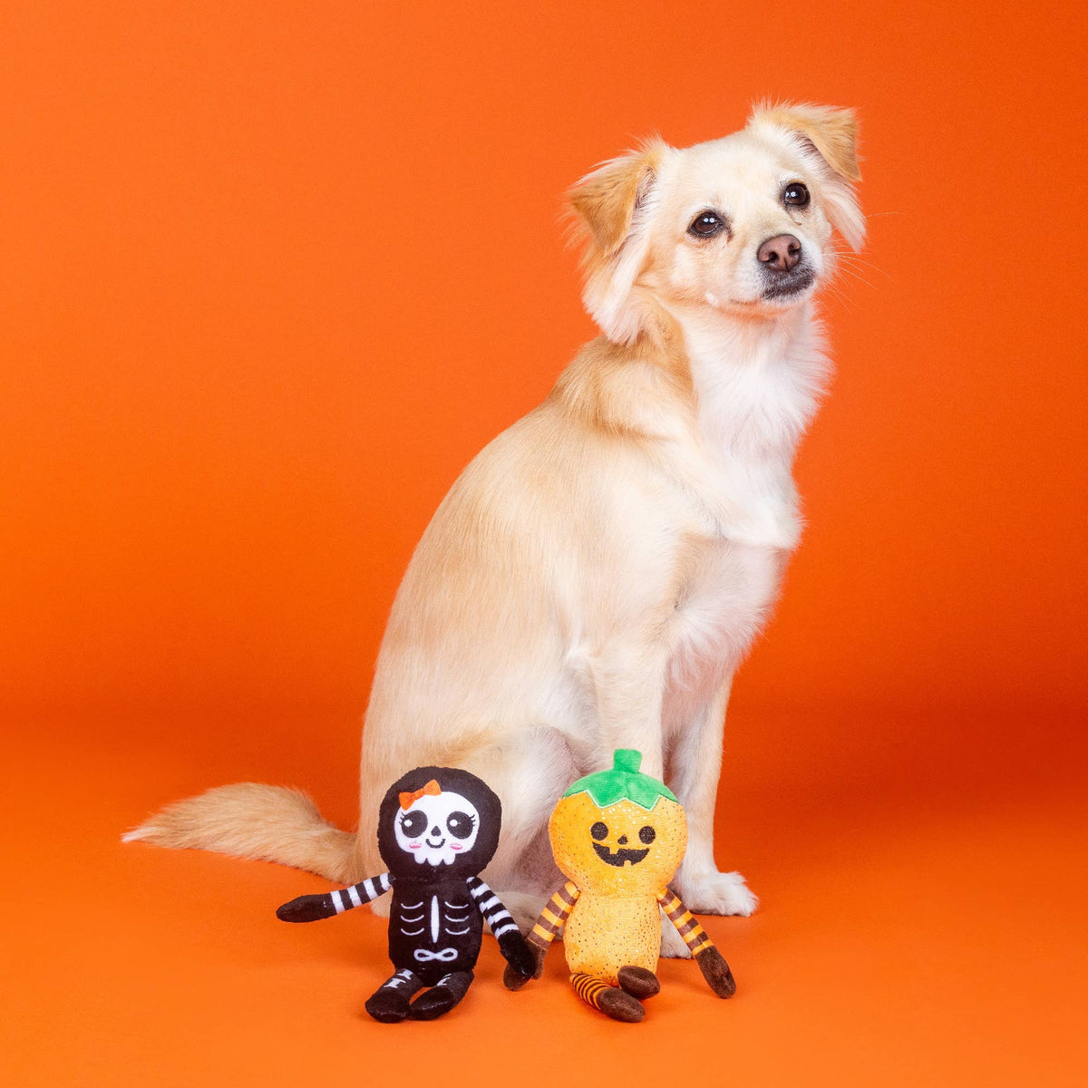 Kleine blonde hond met de pompoen en skelet Halloween-hondenknuffels