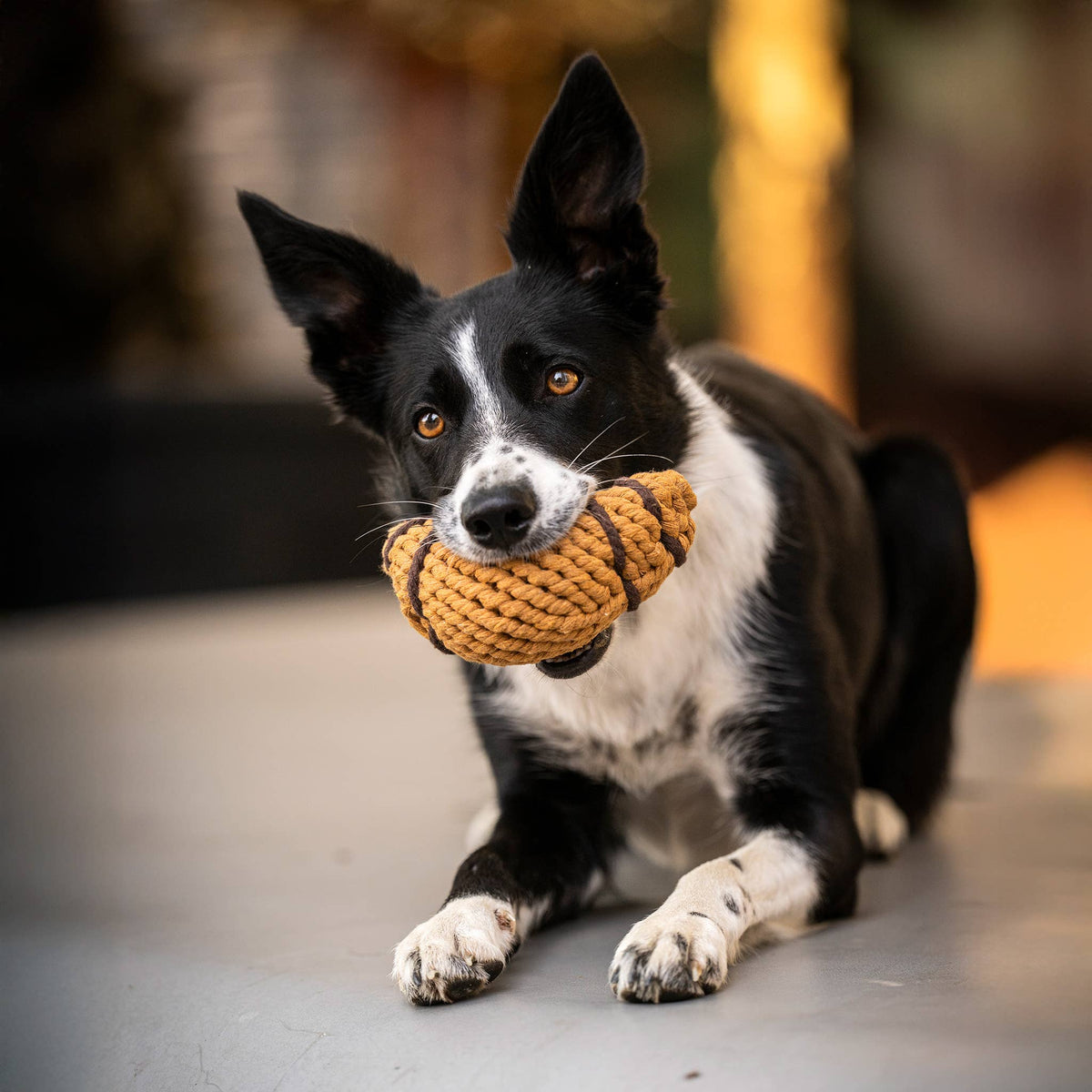 Border collie ligt met croissant hondenspeeltje van katoenen touw in de bek