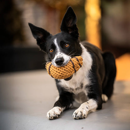 Border collie ligt met croissant hondenspeeltje van katoenen touw in de bek