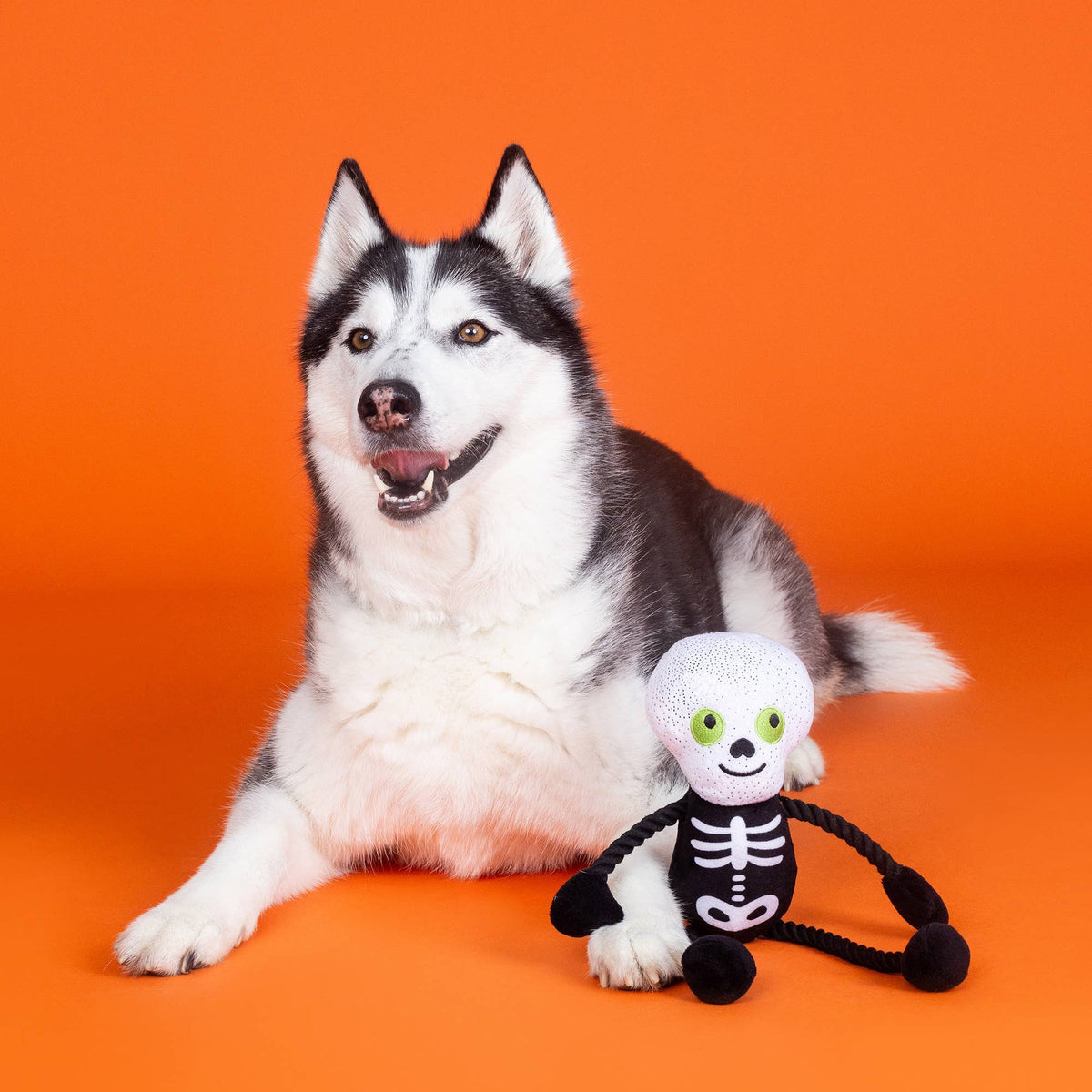 Husky ligt naast het pluche skelet hondenspeeltje voor Halloween