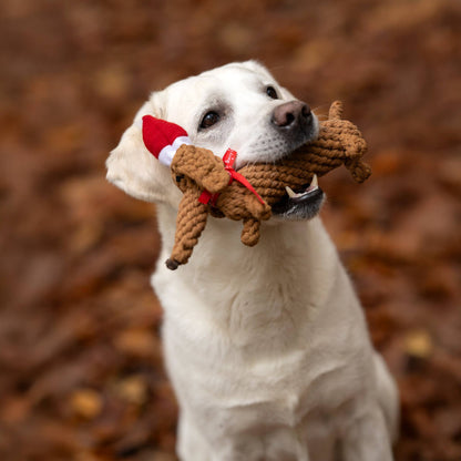Labrador draagt kerstteckel hondenspeeltje met kerstmuts in de bek