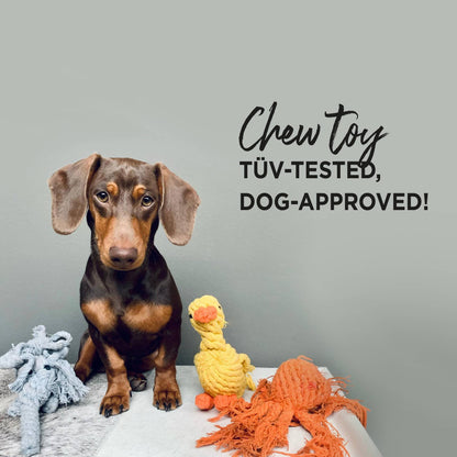 Teckel naast LABONI touwspeelgoed, TÜV-getest kauwspeelgoed voor honden
