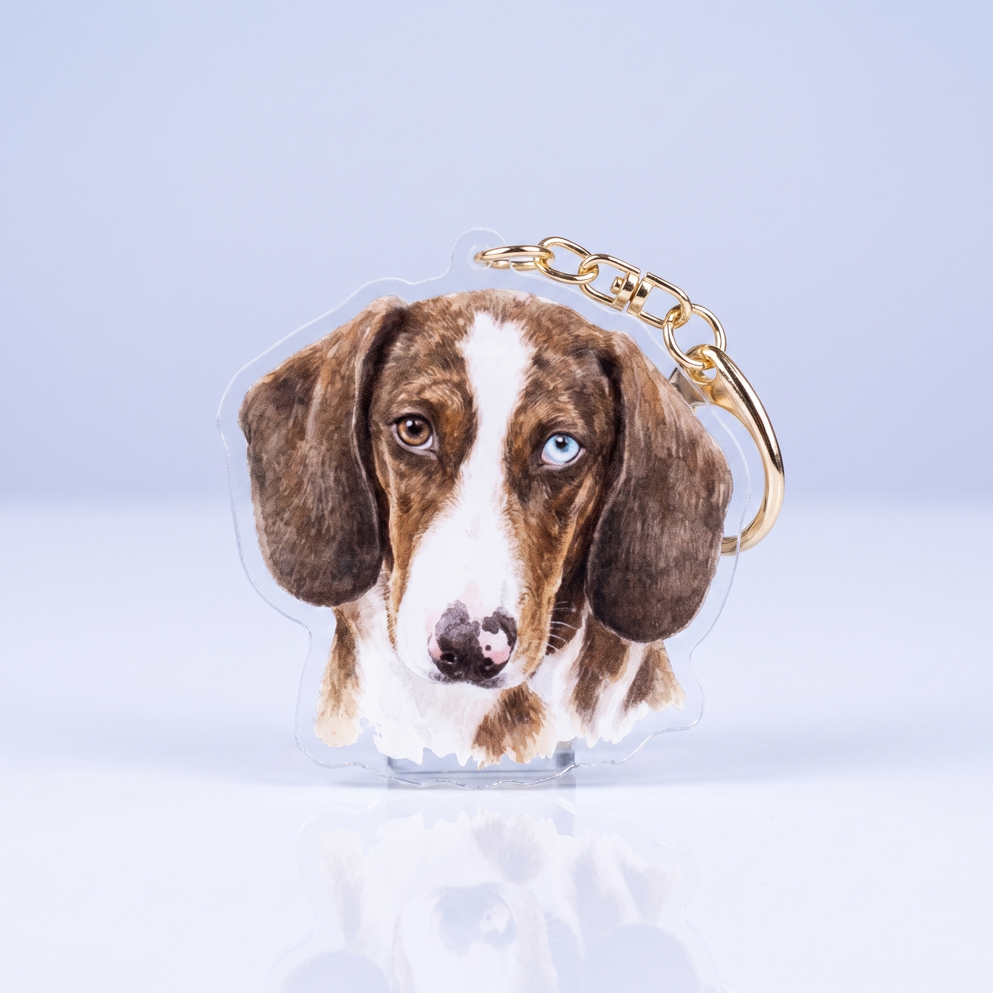 Acrylic sleutelhanger met piebald teckelkop bruin wit met blauw oog in aquarelstijl