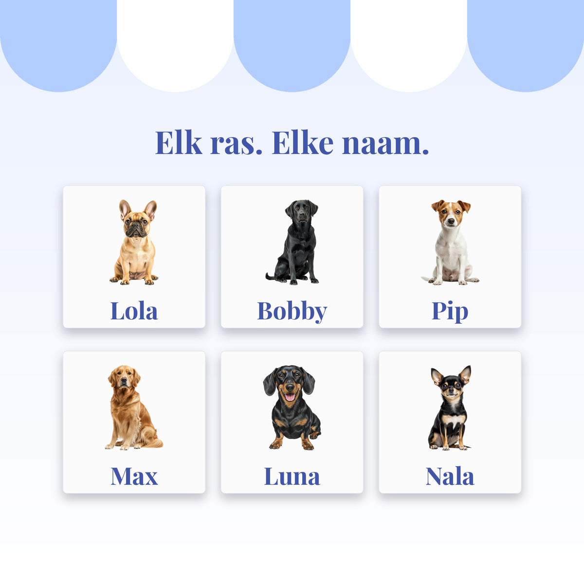 Zes tegeltjes met verschillende hondenrassen en namen: Franse bulldog, labrador, jack russell, golden retriever, teckel en chihuahua